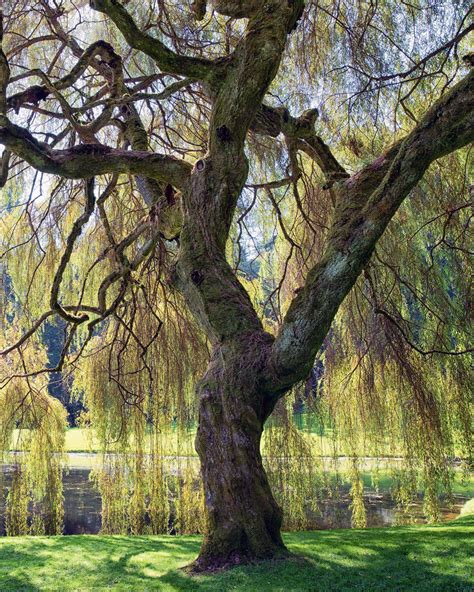 Weeping Willow Trees for Sale at Arbor Day's Online Tree Nursery ...