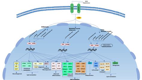 PPAR信号通路signaling pathway-武汉华美生物