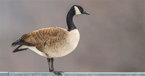 Canada Goose Life History, All About Birds, Cornell Lab of Ornithology
