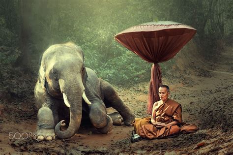 Monk and elephant - Monk meditating in forest with elephant | Elephant, Meditation pictures ...