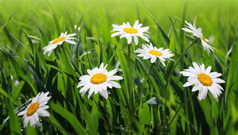 Grass and Flowers Wallpapers - Top Free Grass and Flowers Backgrounds ...