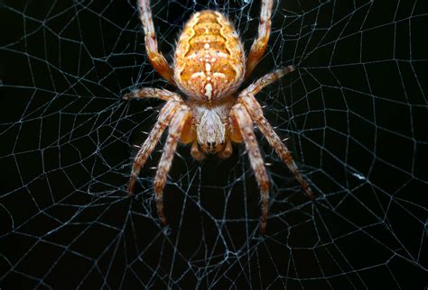 Cross Orb Weaver Spider, Araneus Diadematus Jigsaw Puzzle | ubicaciondepersonas.cdmx.gob.mx