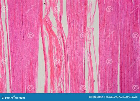 Nerve Cells Under The Microscope Stock Image | CartoonDealer.com #195445669