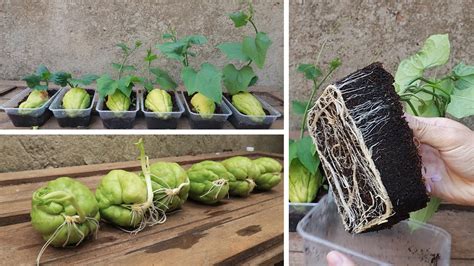 Tips for planting and propagating chayote early harvested from fruit ...