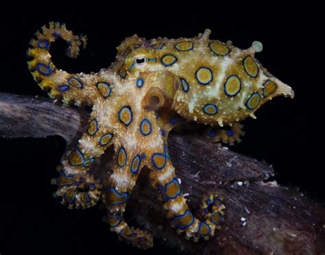 Blue-Ringed Octopus Facts, Habitat, Life Cycle, Venom, Pictures