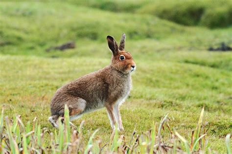 Mountain Hare | Coniferous Forest