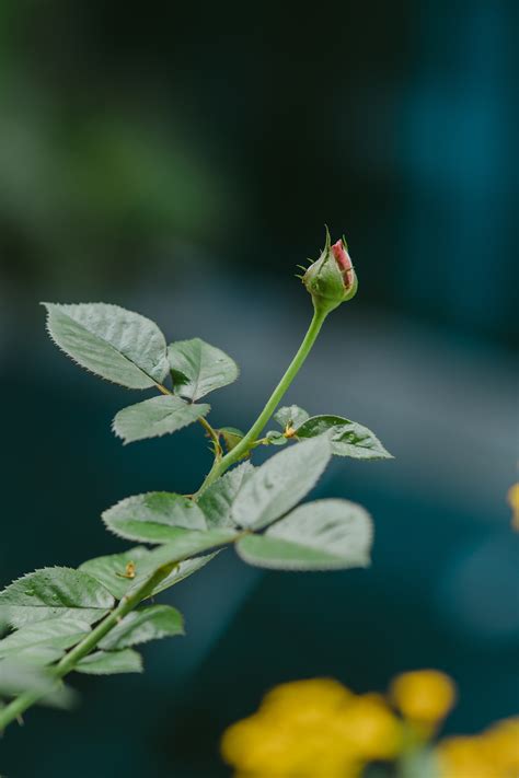 Apple tree flowers · Free Stock Photo