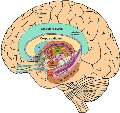 The_Limbic_System_and_Nearby_Structures_small | Limbic system, Brain anatomy, Neuroscience