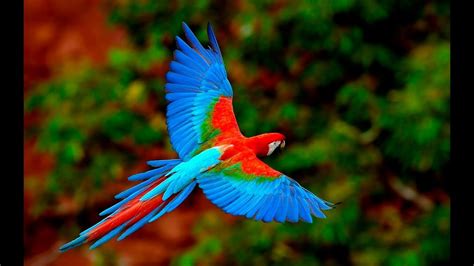 Top 10 The Most Beautiful and Colorful Birds in The World | Rainforest animals, Amazon ...