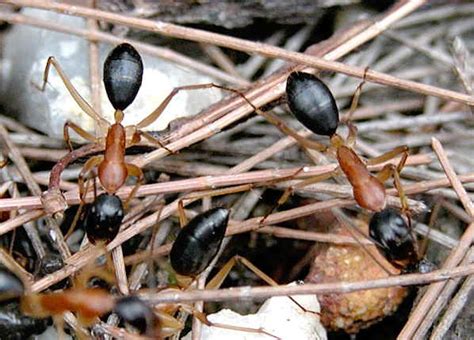 Black-headed Sugar Ant - Camponotus nigriceps