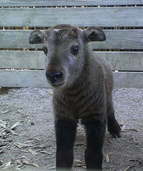 Meet Mesker Park Zoo's First Takin Calf | Cute baby animals, Zooborns, Baby animals pictures