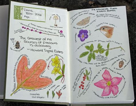 nature journal sketches | Nature journal, Homeschool nature study ...