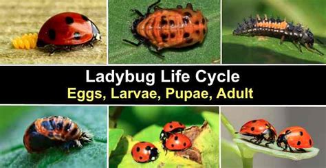 White Ladybug Larvae