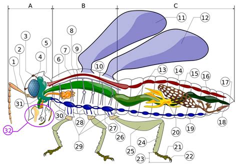 The ins and outs of an insect's anatomy - Welcome Wildlife