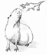 Realistic Capybara coloring page  Download Print Or Color Online For Free sketch template
