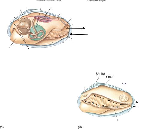 Bivalvia Anatomy Image Review Diagram | Quizlet