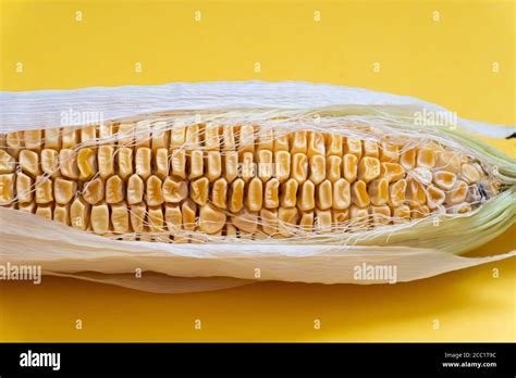 Closeup of moldy dried corn at yellow background Stock Photo - Alamy