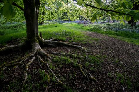 Photography by MickB: Ashridge Forest - Bluebell Woods