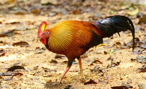 The Exquisite Sri Lanka Junglefowl: A Symbol of Sri Lankan Rainforest Beauty