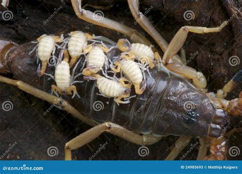 Scorpion Babies Stock Photos - Image: 24985693