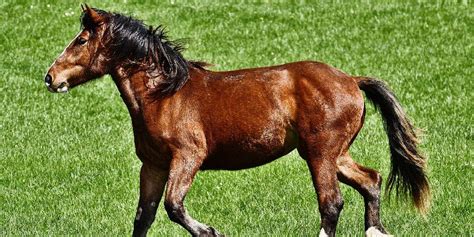 The Barb Horse: Facts, Traits, & History – Insider Horse – Latest ...