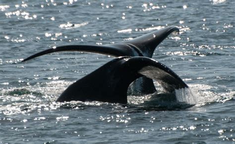 Bowhead whales around Spitsbergen on Aqua-Firma’s Arctic polar wildlife sailing voyages ...