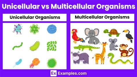 Unicellular vs Multicellular organisms - Differences Explained with ...