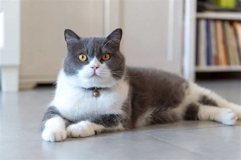 15 Grey and White Cat Breeds You'll Love (With Pictures)