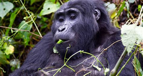 7 Day Gorillas, Wildlife, Lake Bunyonyi and Chimp Trek by Bamboo Ecotours with 1 Tour Review ...