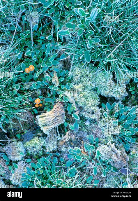 Grasses mosses and fungi edged with frost growing between heather plants on heathland Frensham ...