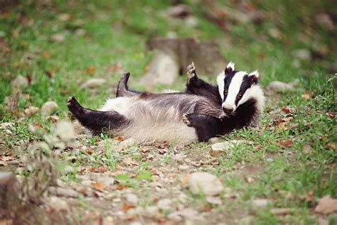 Stink Badgers Wallpapers - Wallpaper Cave