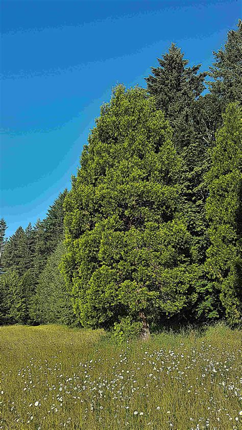 Calocedrus decurrens / Incense Cedar — Ecotone Plants LLC