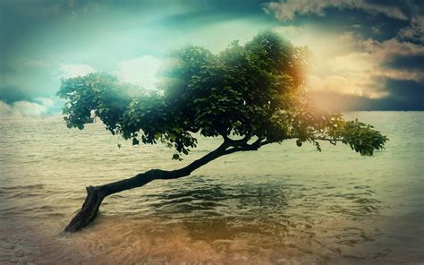 Green tree, sea, trees HD wallpaper | Wallpaper Flare