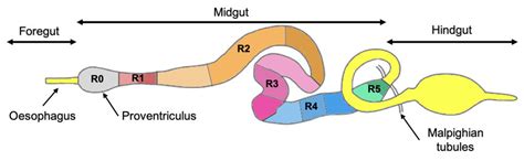 Adult Drosophila melanogaster anatomy. (A) The Drosophila melanogaster... | Download Scientific ...