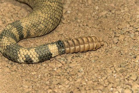 12 Remarkable Facts About Rattlesnakes