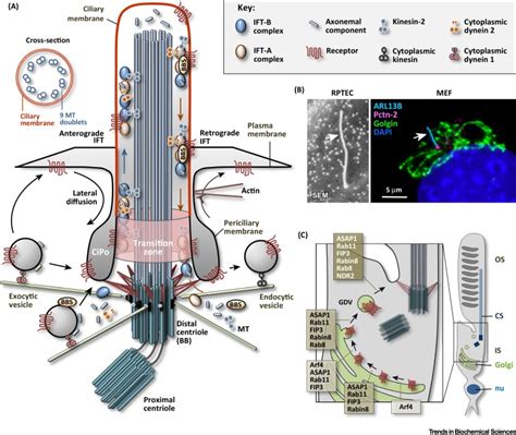 Endocytic Control of Cellular Signaling at the Primary Cilium: Trends in Biochemical Sciences