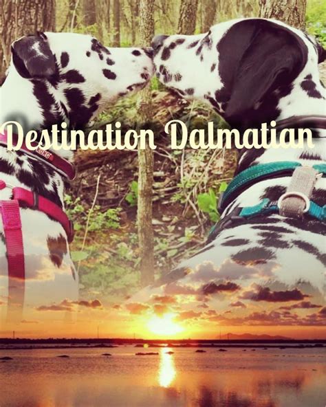 Destination Dalmatian | AKC toy poodles