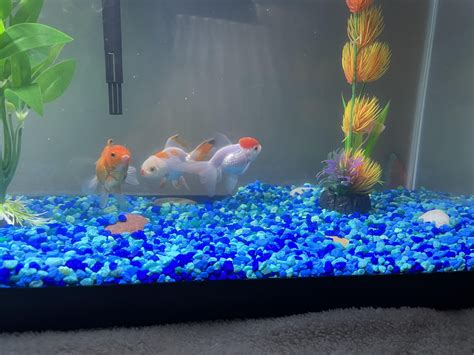 My goldfish habitat : r/Goldfish