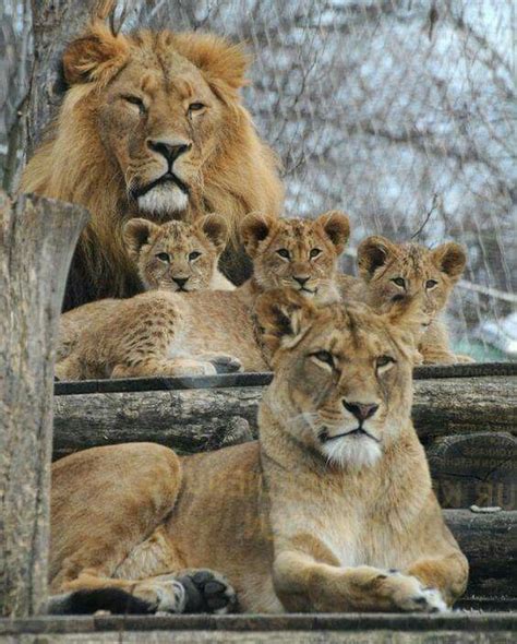 Lion family | Animals beautiful, Lion pictures, Wild cats