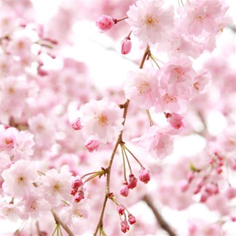 Cherry blossom wallpaper screensaver. | Wallpapers | Pinterest