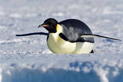 Emperor Penguin Facts (Aptenodytes forsteri)