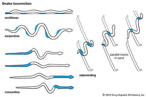 뱀의 이동방법(locomotion in snake) : 네이버 블로그