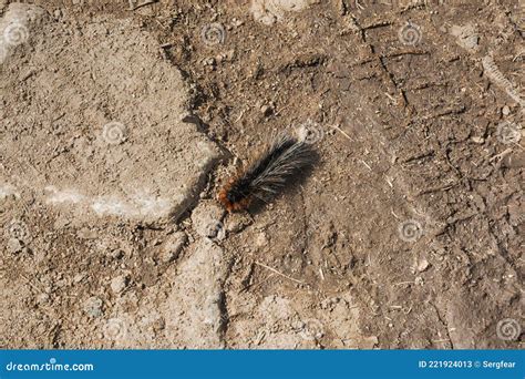 Caterpillar Larva Worm Royalty-Free Stock Image | CartoonDealer.com ...