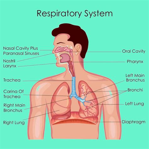 The respiratory system - Pharmacy Gyan