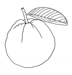 guava drawing illustration clipart | Clipart Nepal