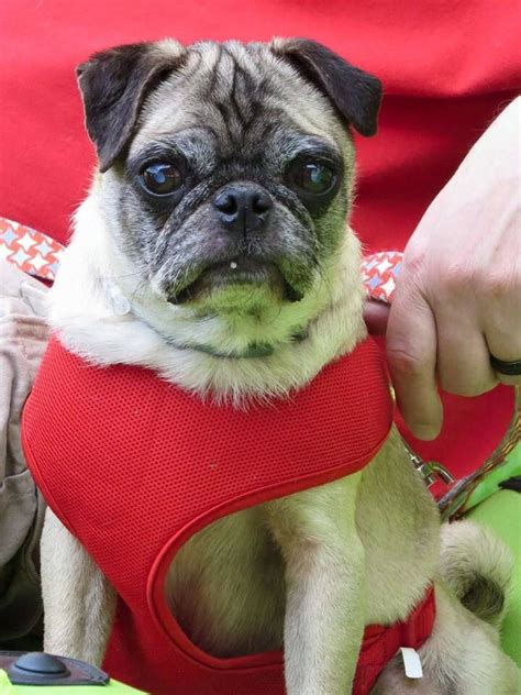 Cuteness in red! | Pugs, Dogs, Cute