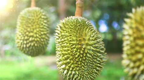 Durian Tree Stock Video Footage for Free Download