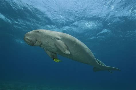 Dugong conservation in the UAE. Bu Tinah Island - Freediving in United ...