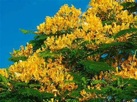 Yellow Poinciana Tree peltophorum Pterocarpum Seeds - Etsy