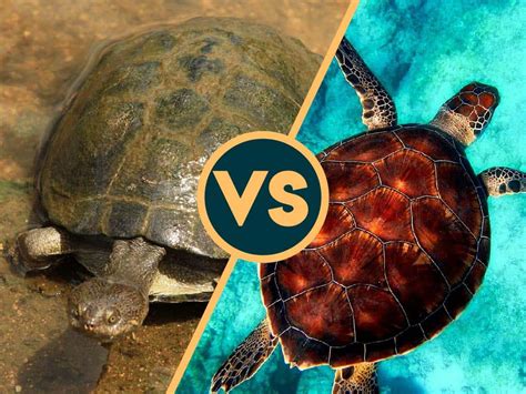 Terrapin vs Turtle — What’s the Difference?